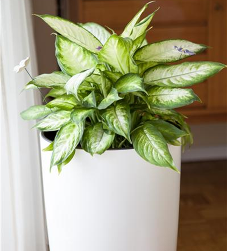 Aglaonema maria christina