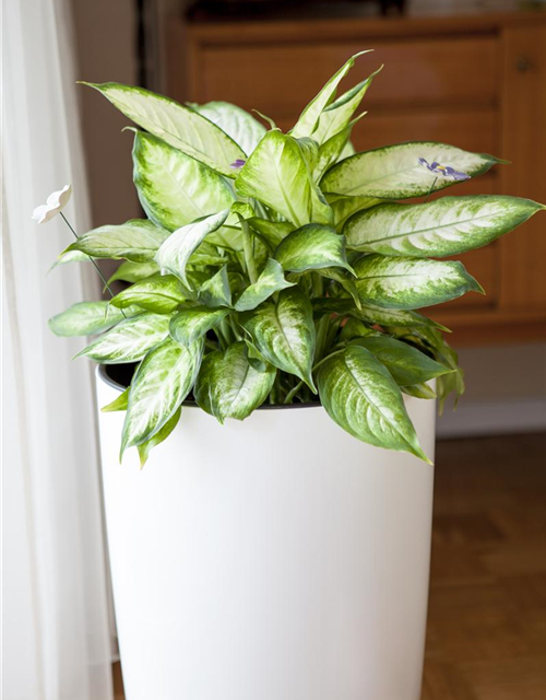 Aglaonema Silver Queen