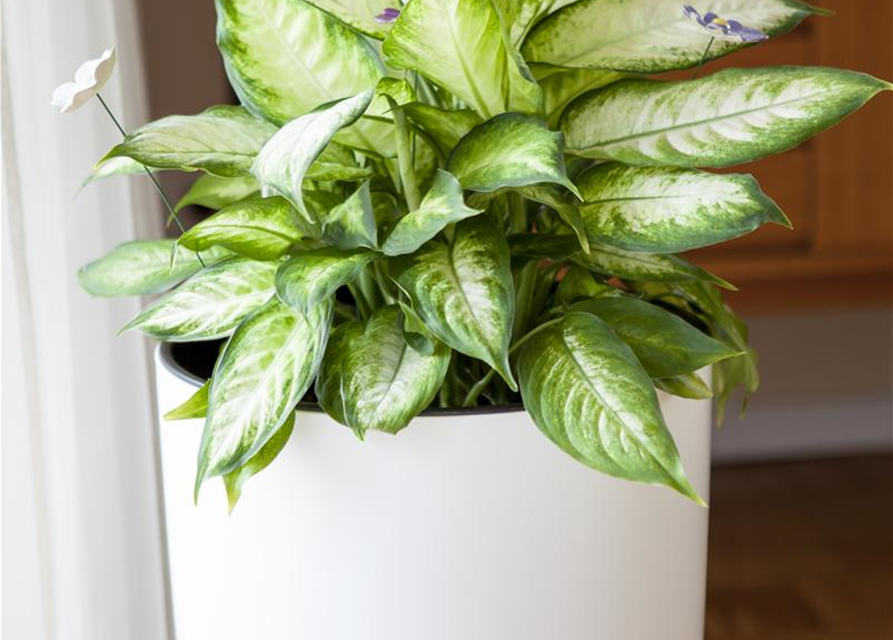 Aglaonema Silver Queen