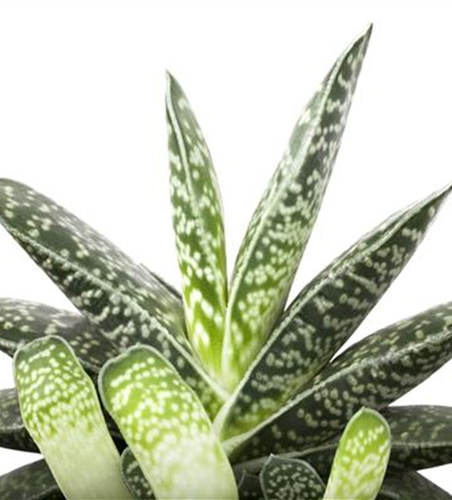 Aloe Paradisicum 