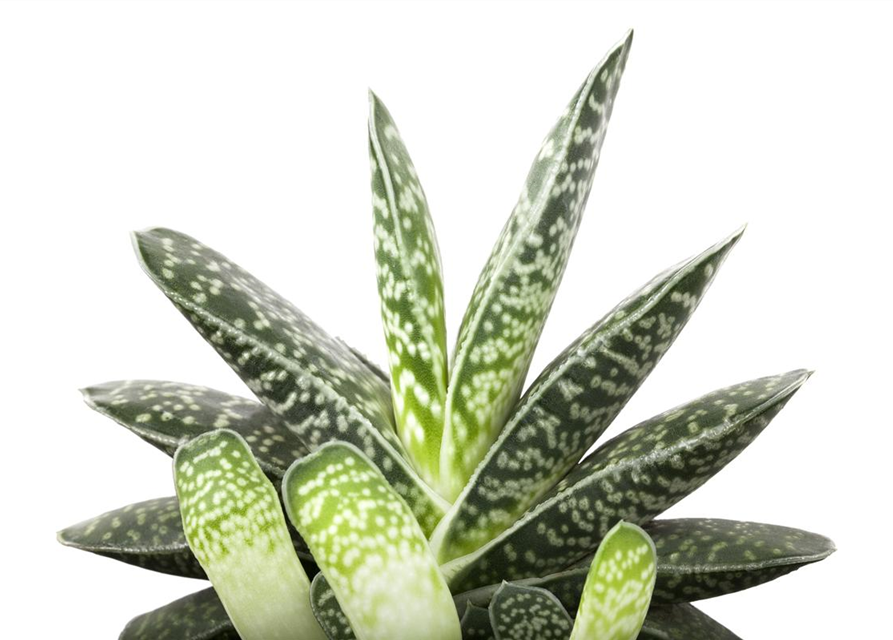 Aloe Paradisicum 