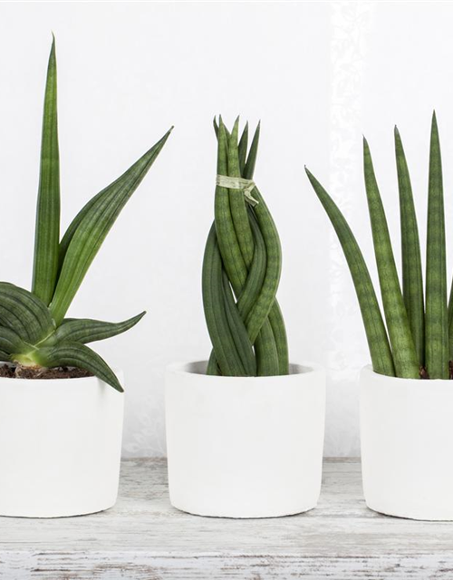 Sansevieria 