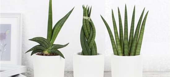 Sansevieria 