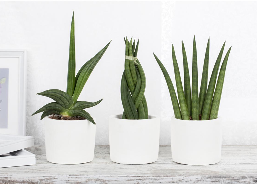 Sansevieria 