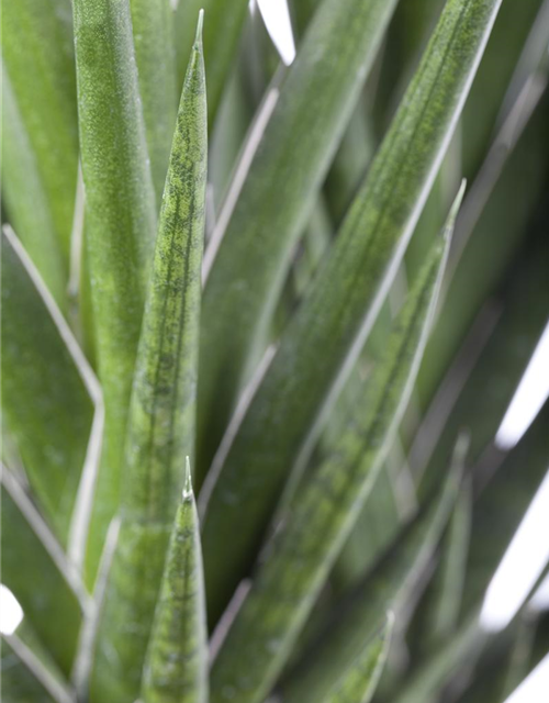 Sansevieria 