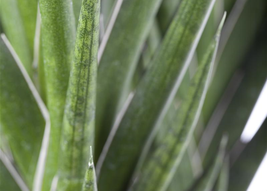 Sansevieria 