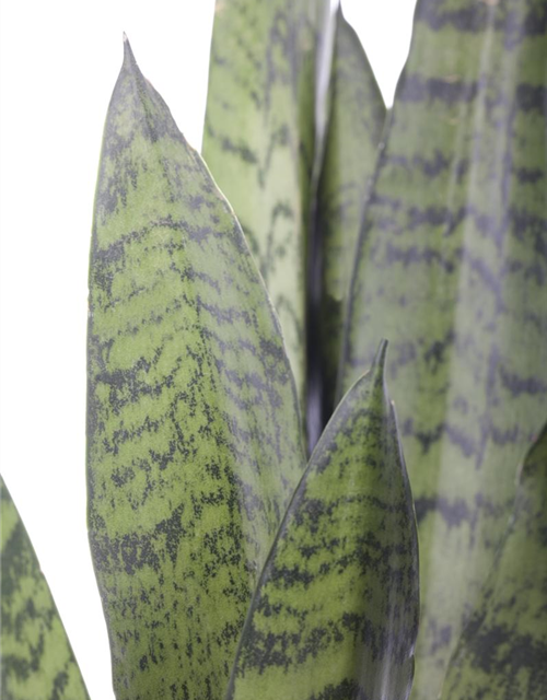 Sansevieria 