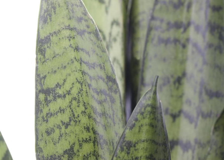 Sansevieria 