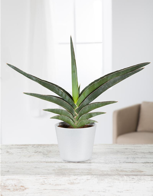 Sansevieria 