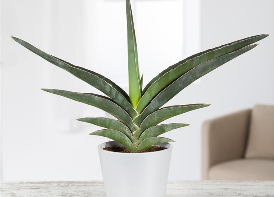 Sansevieria 