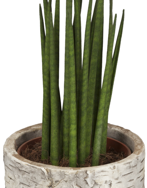 Sansevieria 