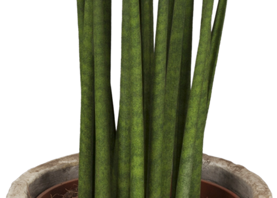 Sansevieria 