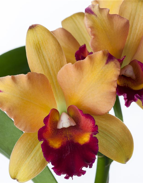 Cattleya mix