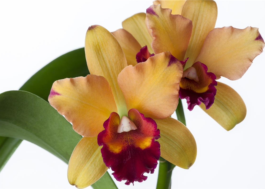 Cattleya mix