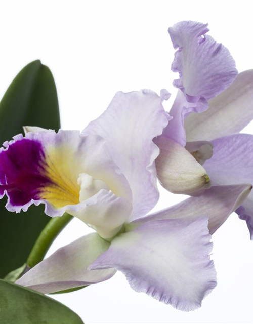 Cattleya mix