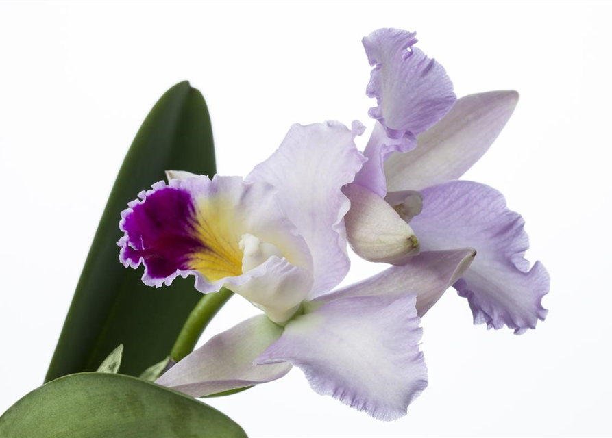 Cattleya mix