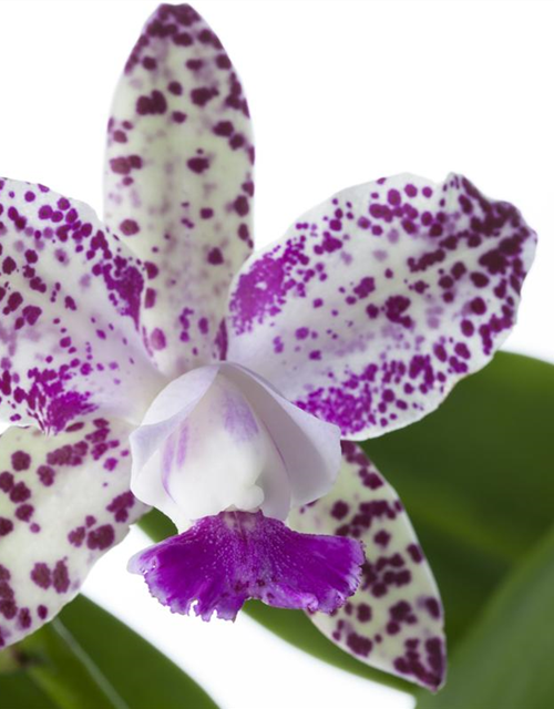 Cattleya mix