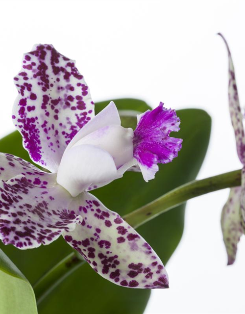 Cattleya mix