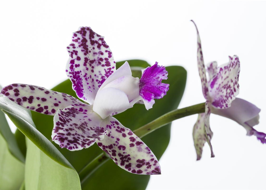 Cattleya mix