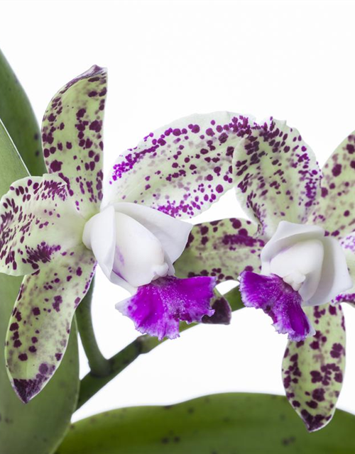 Cattleya mix