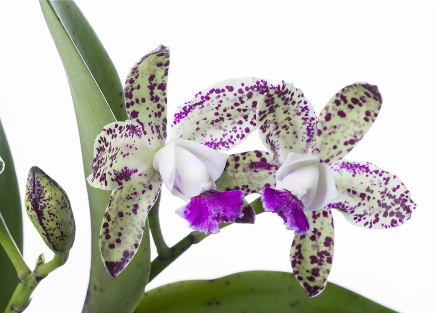 Cattleya mix