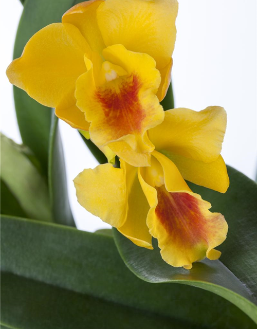 Cattleya mix