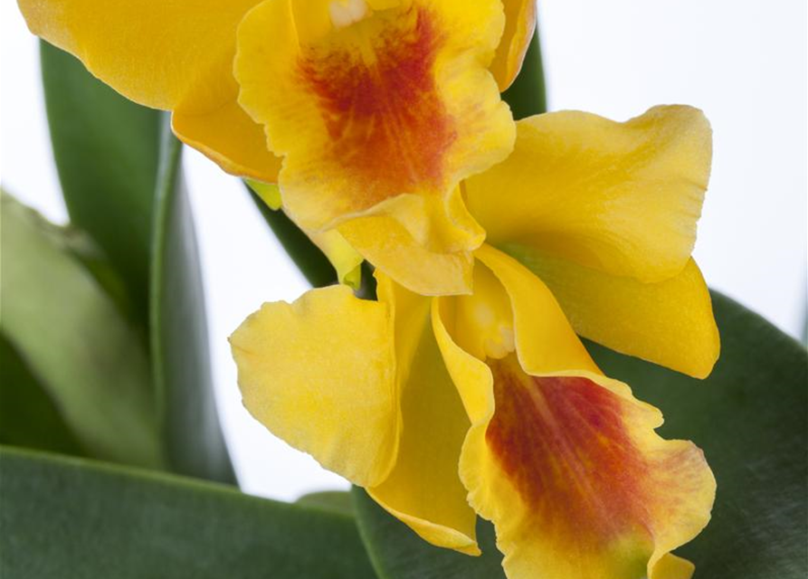 Cattleya mix