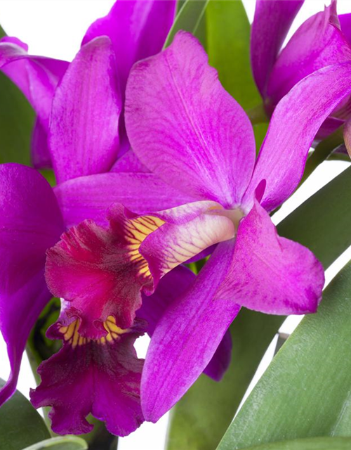 Cattleya mix