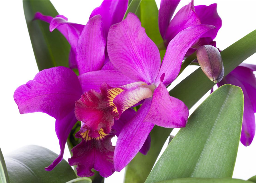 Cattleya mix