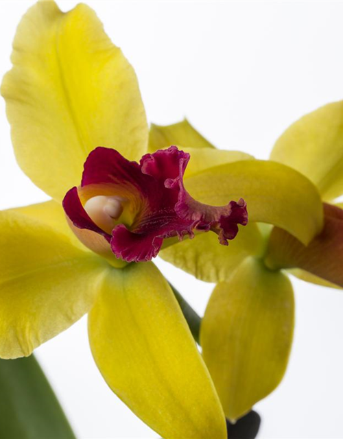 Cattleya mix