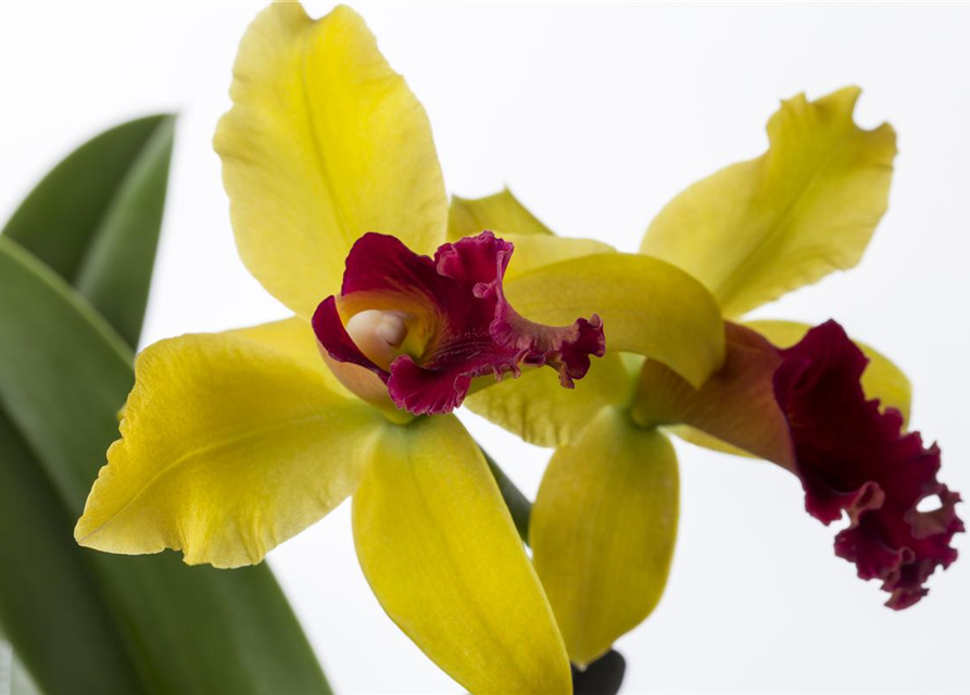 Cattleya mix