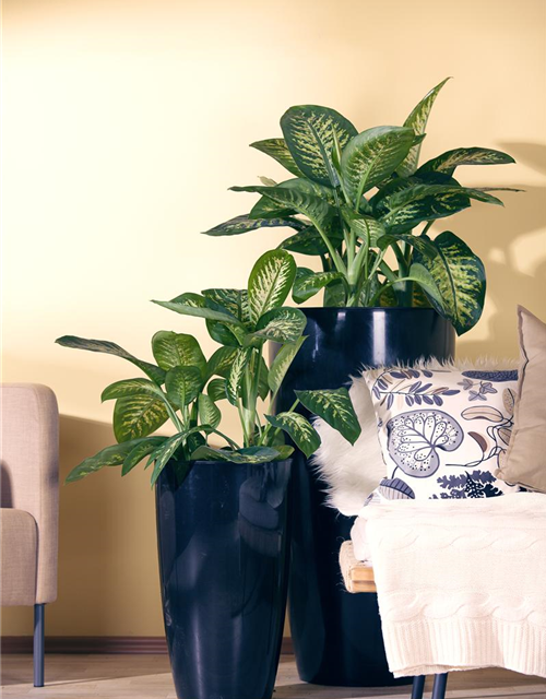 Dieffenbachia 