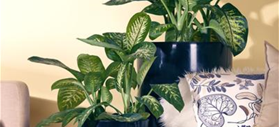 Dieffenbachia 