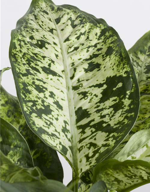 Dieffenbachia 