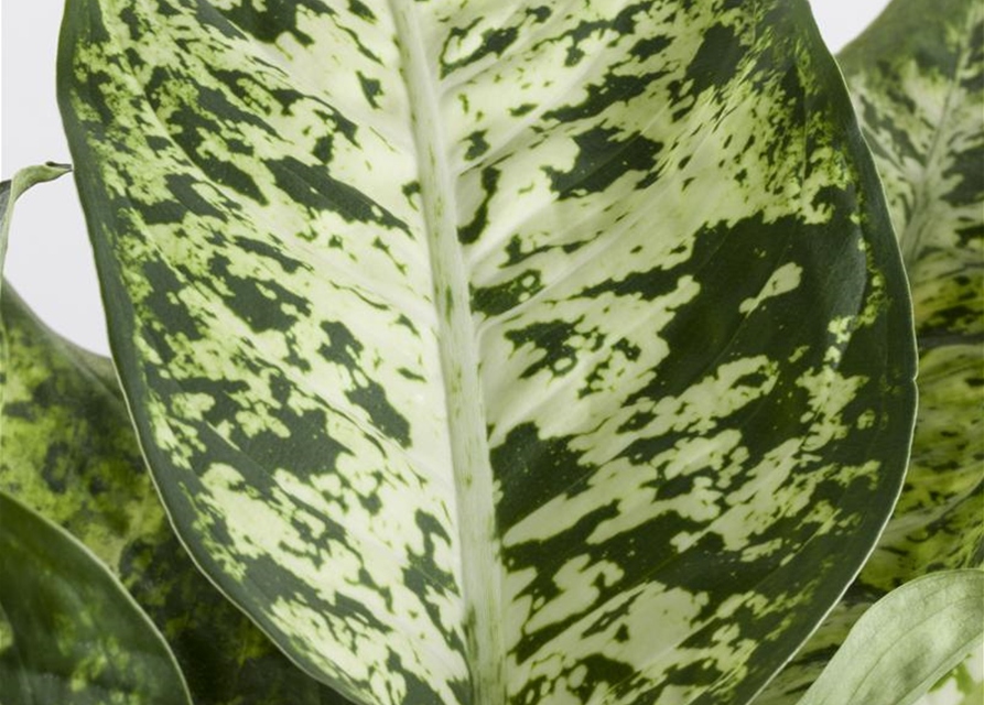 Dieffenbachia 