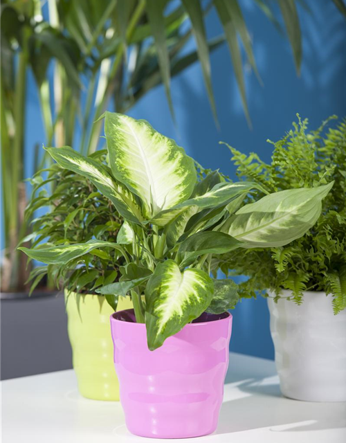 Dieffenbachia 