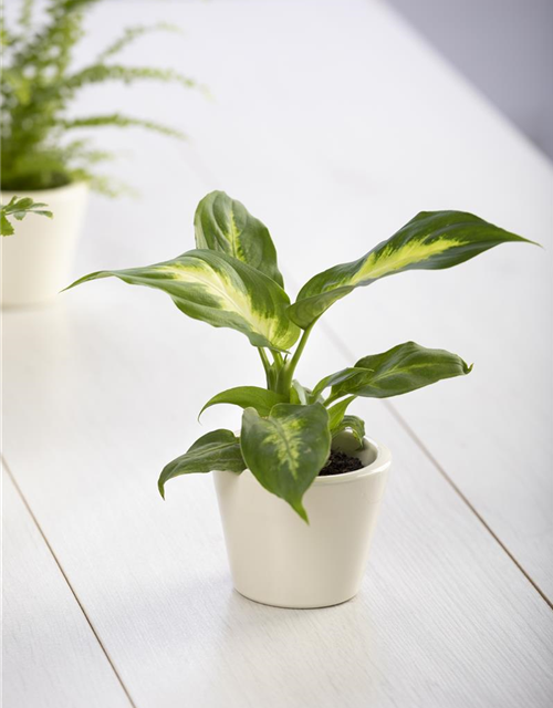 Dieffenbachia 