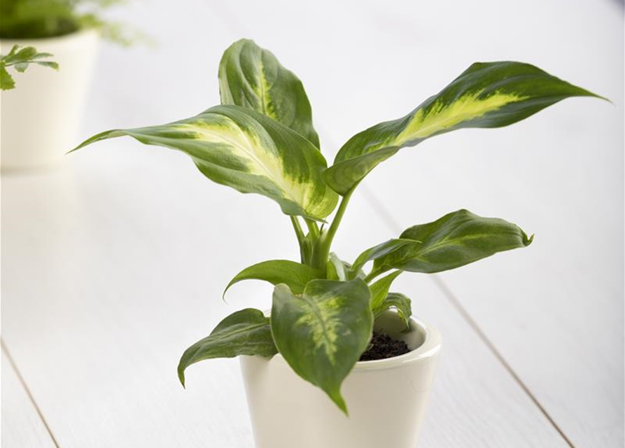 Dieffenbachia 