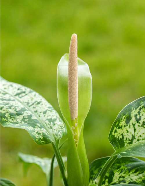 Dieffenbachia 