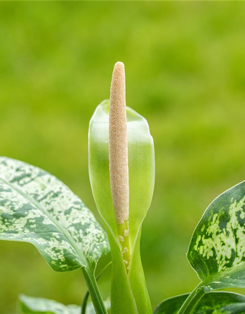 Dieffenbachia 