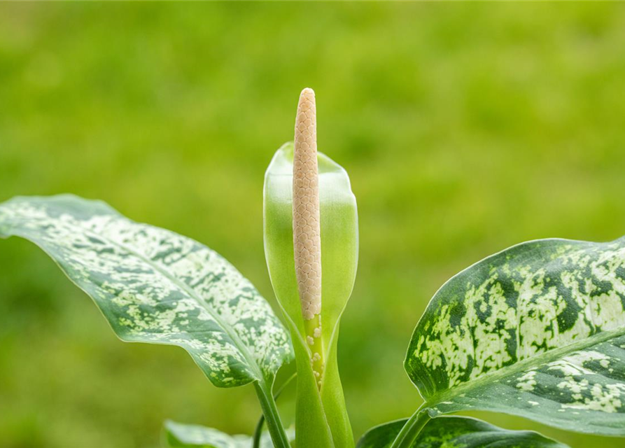 Dieffenbachia 