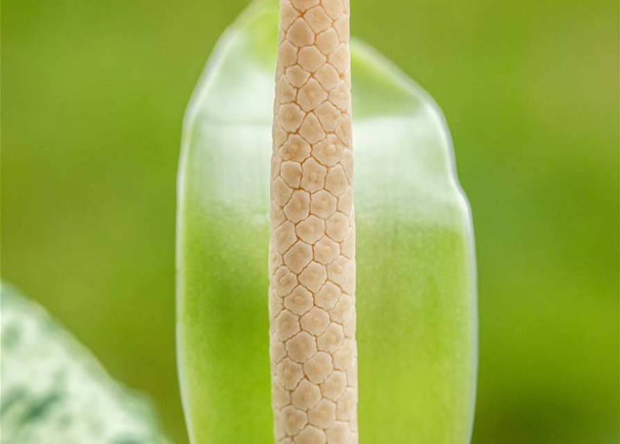 Dieffenbachia 