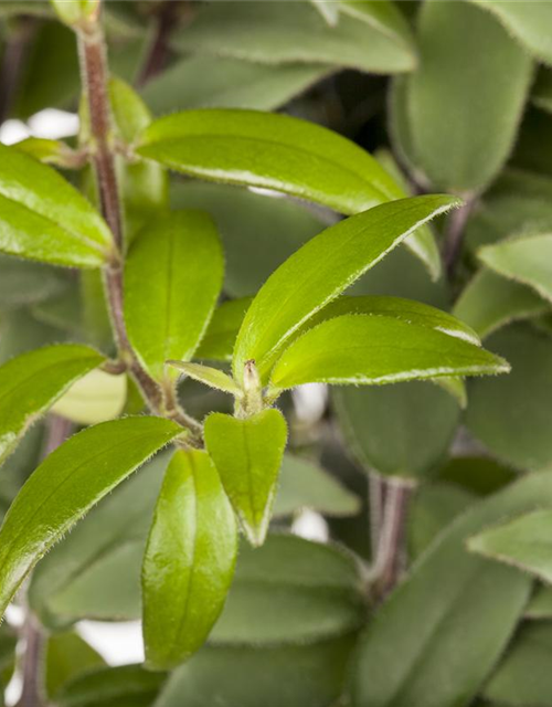 Aeschynanthus 