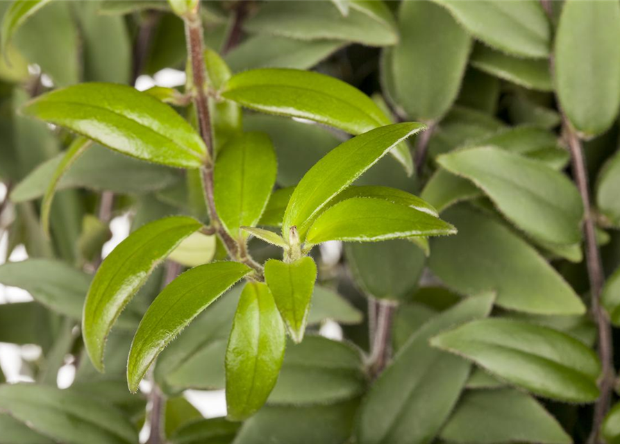 Aeschynanthus 