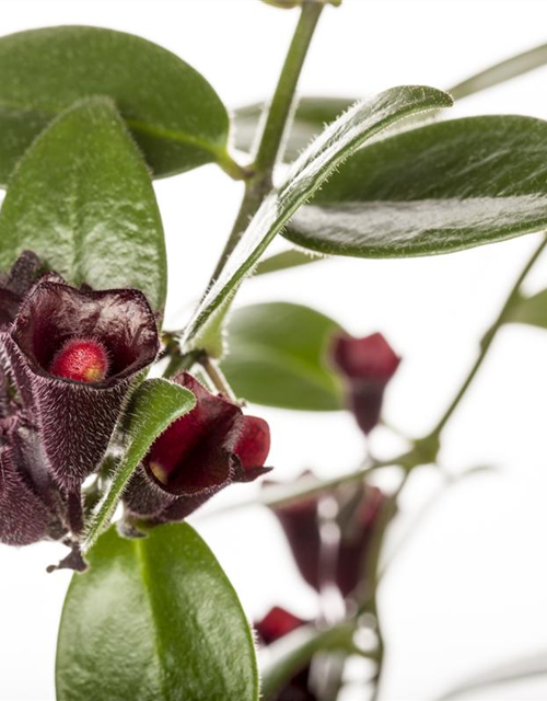 Aeschynanthus 