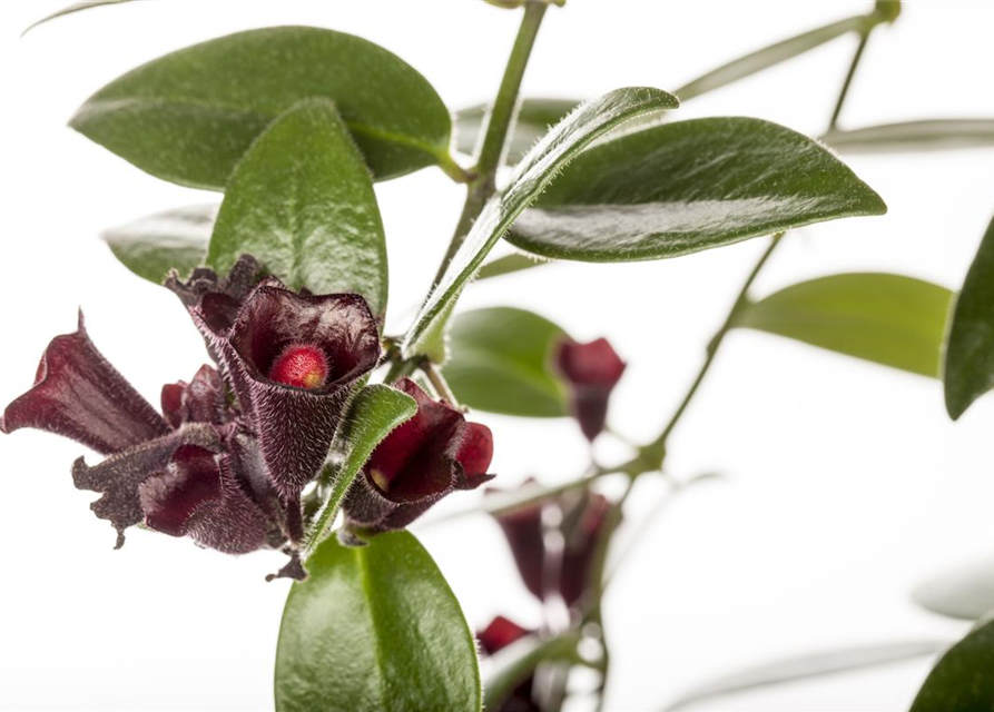 Aeschynanthus 