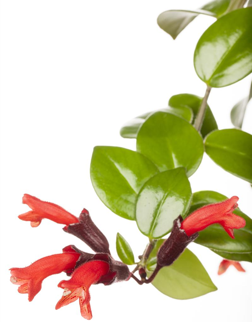 Aeschynanthus 