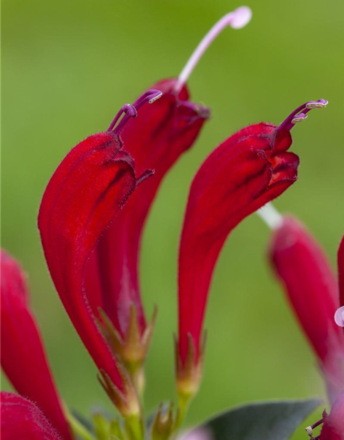 Aeschynanthus 