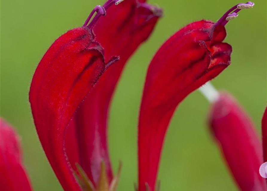 Aeschynanthus 