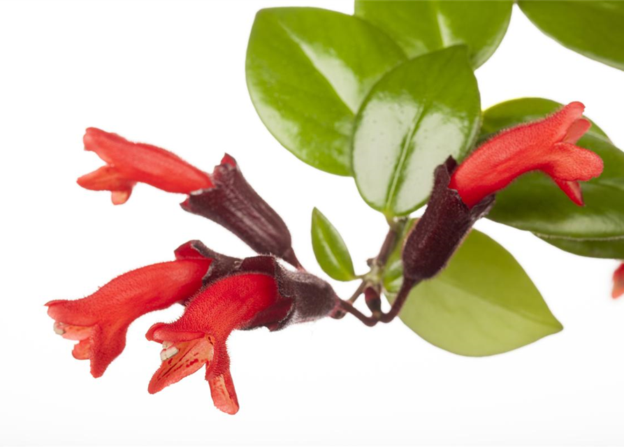 Aeschynanthus 